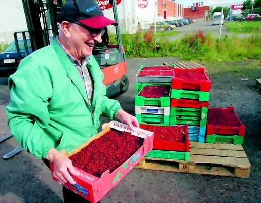 Yli tarpeen. Jorma Alilan puolukkasaalis ei mahtunut omaan pakasteeseen. Hän sai tiistaina puolukkansa myytyä Oulun Marjamakasiinilla, koska oli puhdistanut ne.