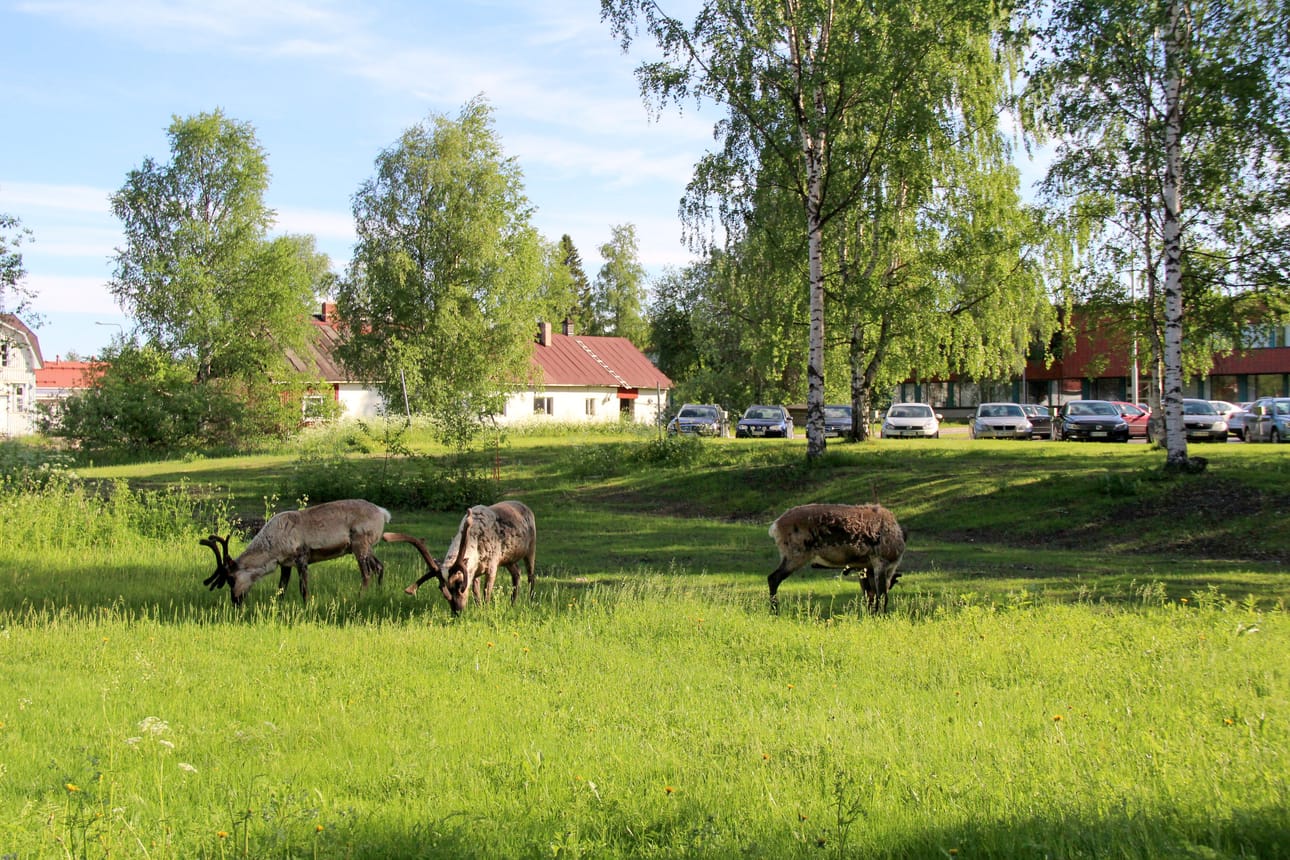 Poroherrat aamukävelyllä ja -palalla Kurenalla.