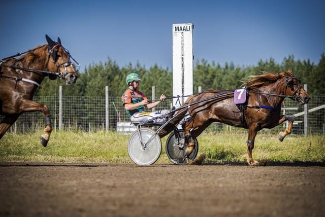 Antti Tupamäen keskisuomalaistallin Lumi-Oliver oli Lapuan juhlaravien nuorten sarjassa ykkönen. KUVA: MAIJA SAANIO