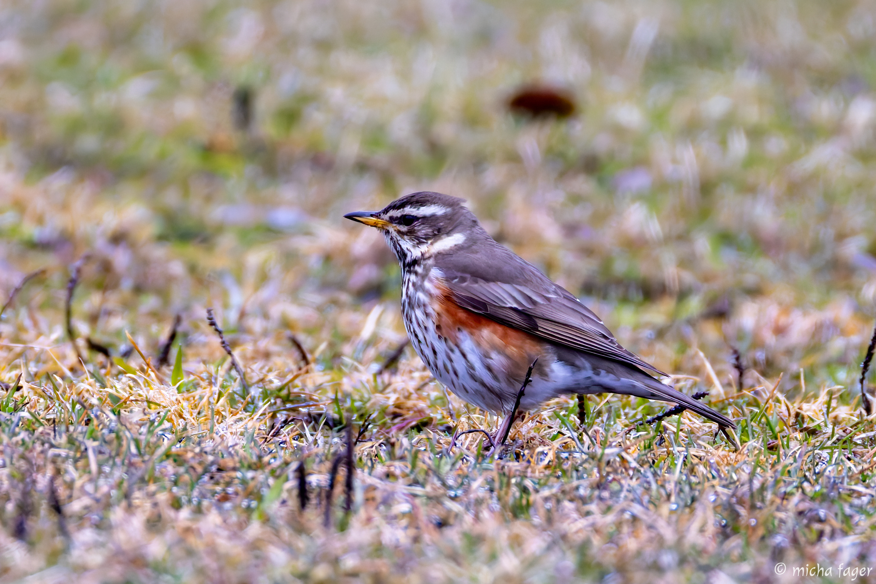 Pohjoistuuli hidastaa kevätmuuttoa viikonloppuna – Rastaat ja västäräkit yleistyivät Oulun seudulla