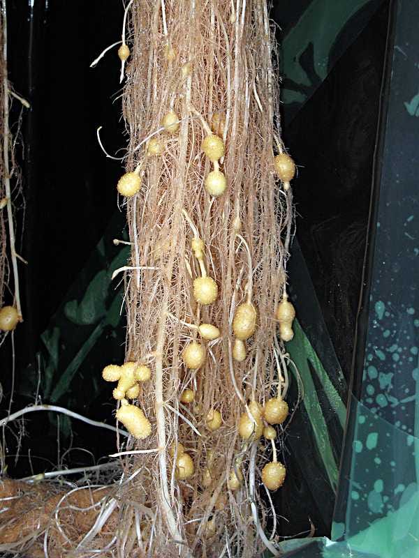 Tyrnävällä kasvatetaan minimukuloita ilmassa.