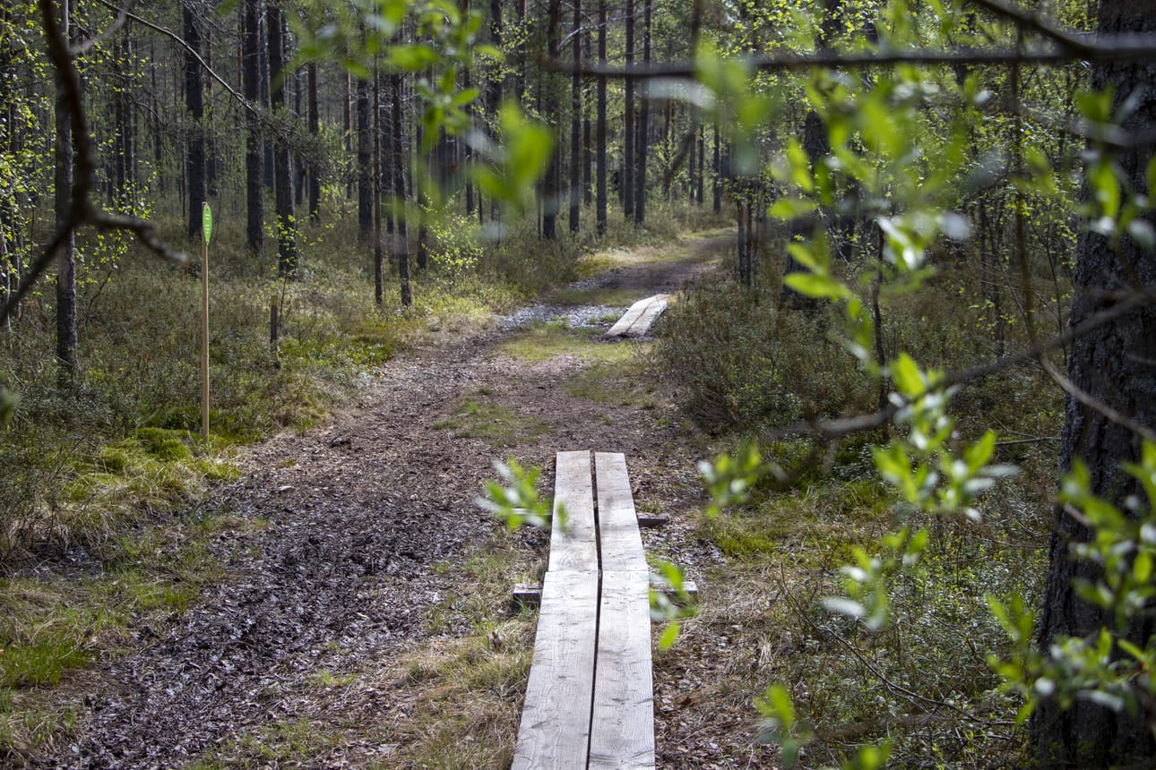 Hannuksenlammen taidepolulla pääsee etenemään pitkospuita pitkin kosteimmissa kohdissa.