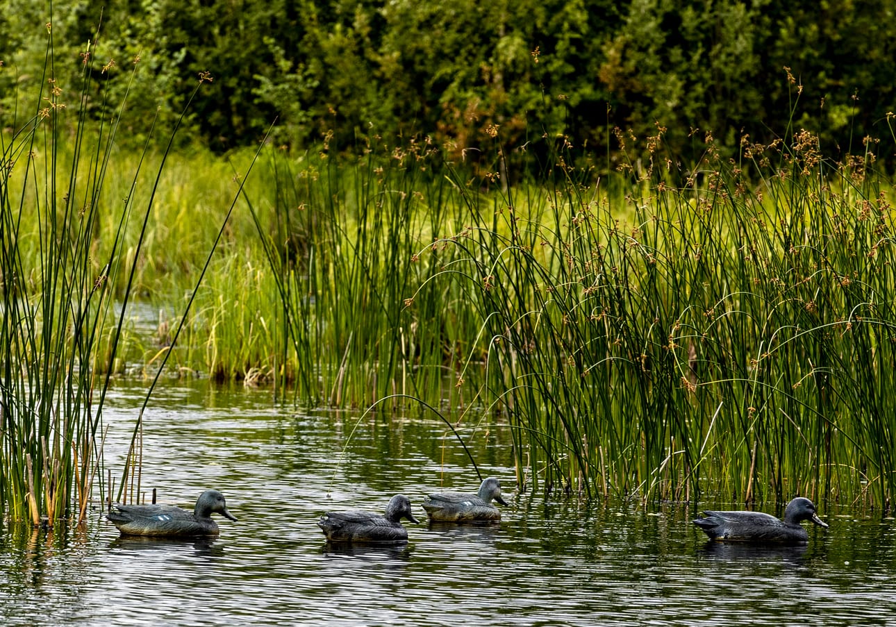 Kaaveita eli houkutuskuvia voidaan käyttää ruokinnan ohella lintujen houkuttelemiseen. Arkistokuvan kosteikko ei liity jutussa mainittuihin Liminganlahden ruokintoihin.