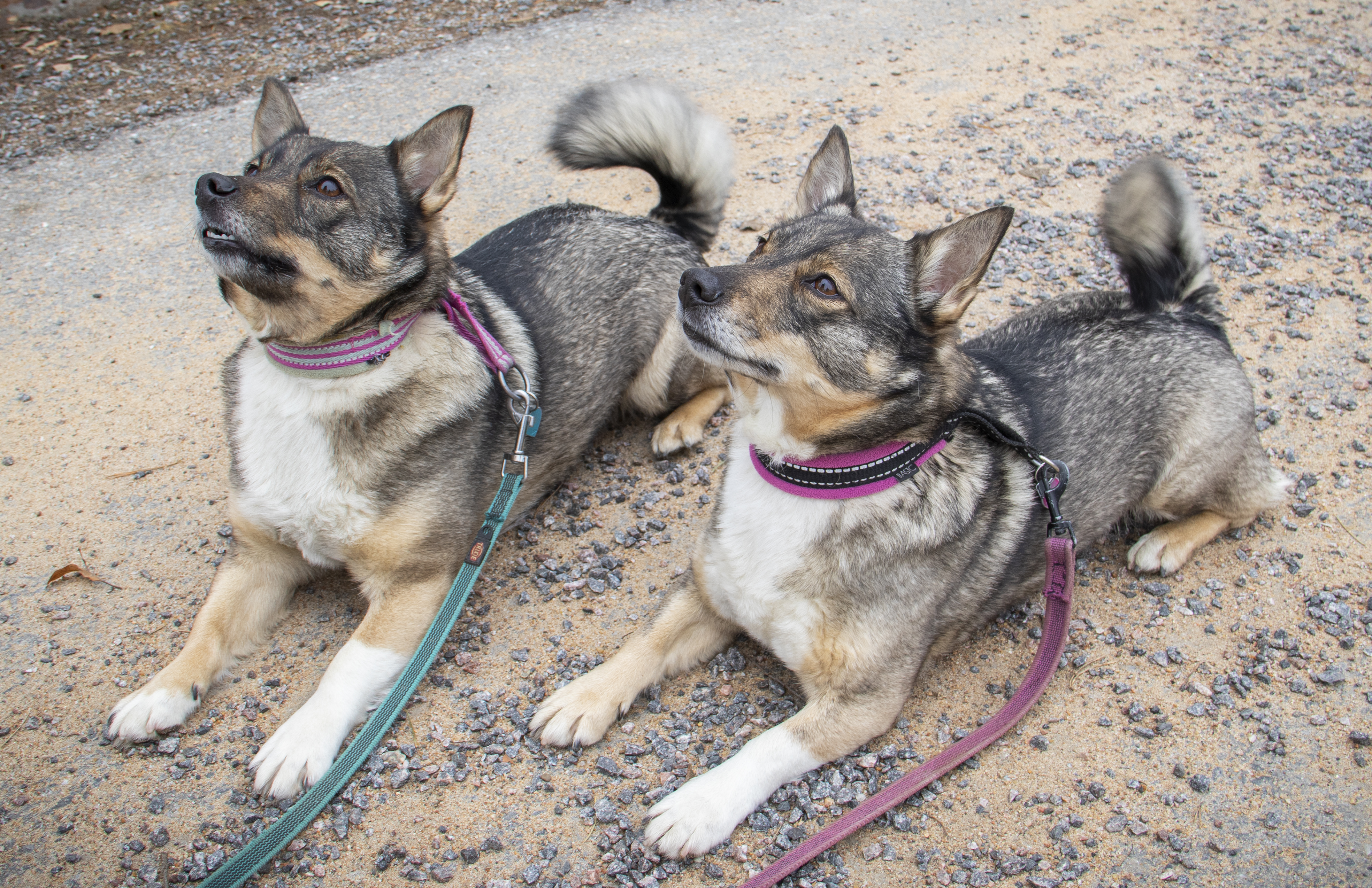 "Kotiruoka on parempaa kuin koiranruoka" – Kysyimme koiranpäivän kunniaksi Limingassa nelijalkaisten kuulumisia