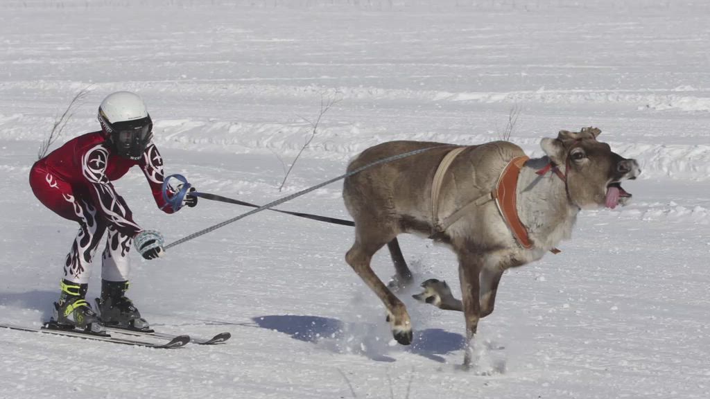 6. Porokuninkuusajaot, Inari