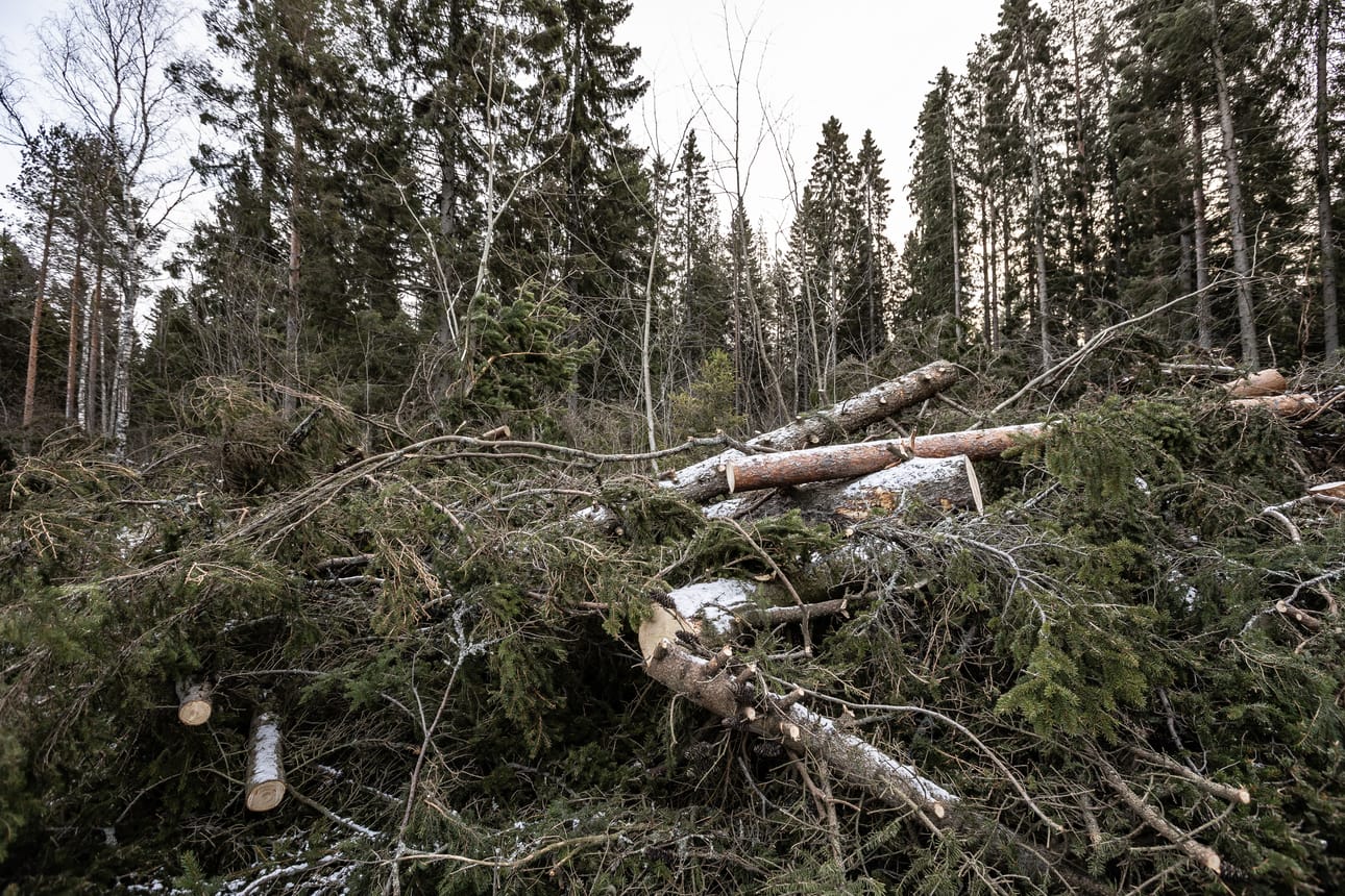 Kun Hannes-myrsky puhalsi pohjoisesta ja maa oli jäässä, se kaatoi suurimmaksi osaksi pintajuurisia kuusia.