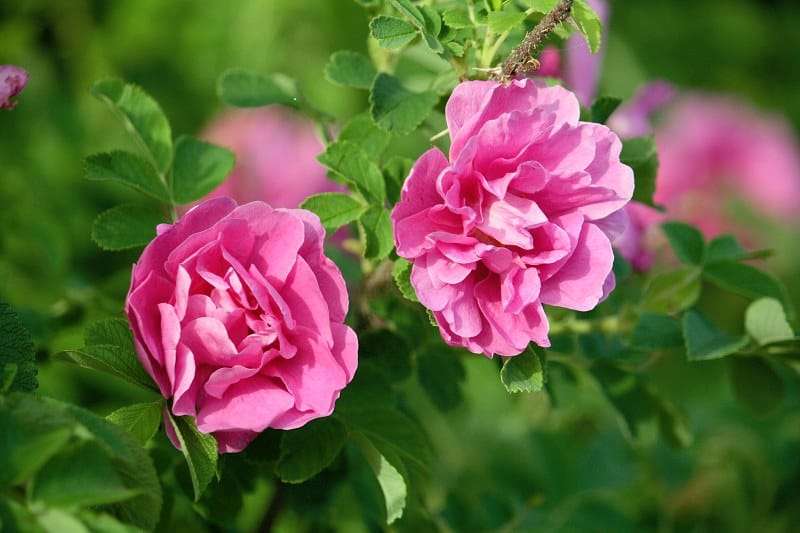 Rosa x majorugosa ”Siikajoki” eli siikajoenruusu esitellään virallisesti puutarhamessuilla toukokuussa. Kuva: Minna Luoma