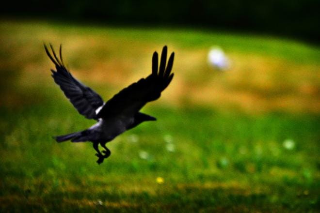 Turkistarhoille myönnetyistä lintujen metsästyksen poikkeusluvista käytettiin vain hyvin pieni osa.