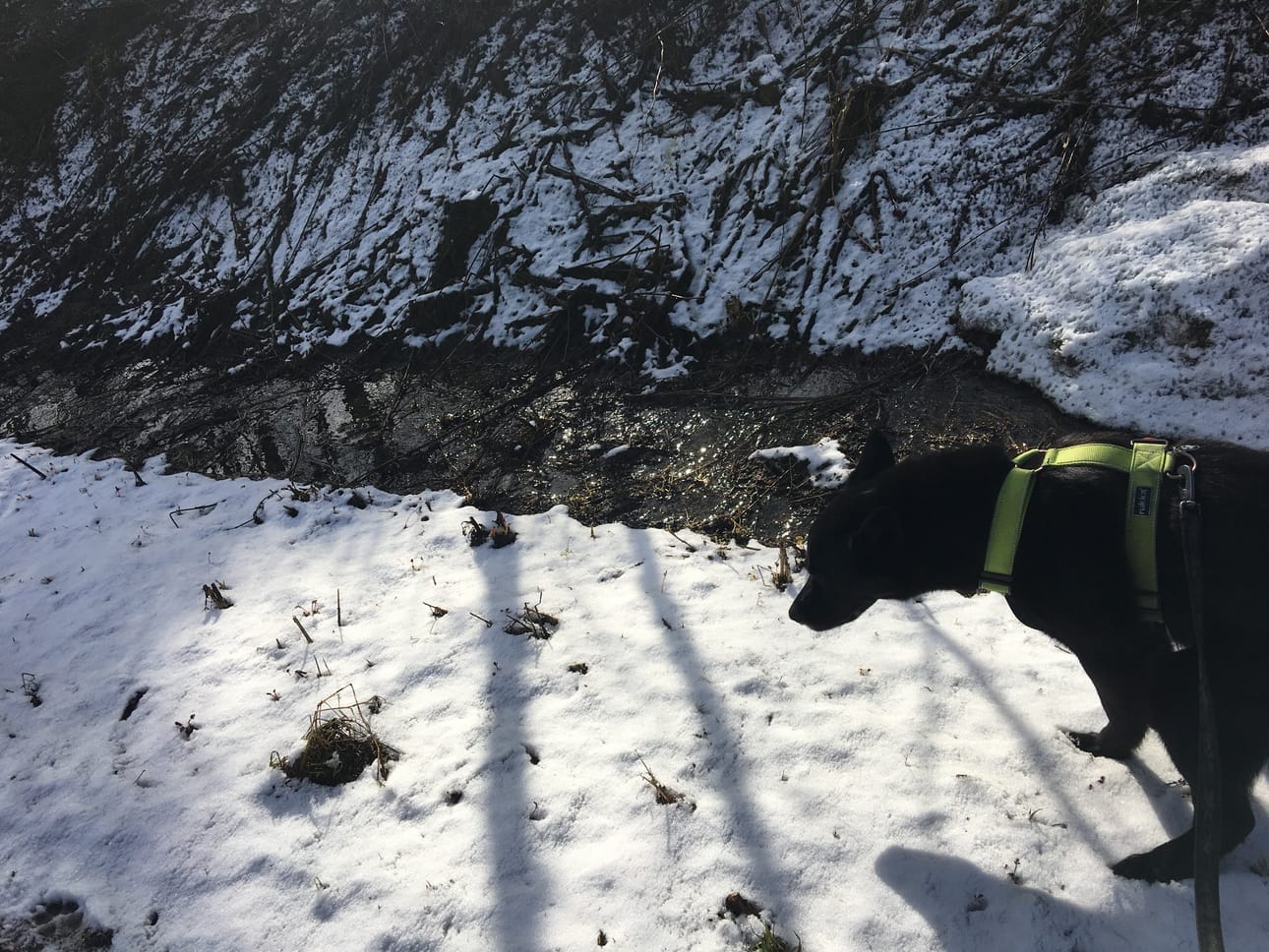 Nikke-koira teki aamuiset tarpeensa kauniin valkoiseen maahan.