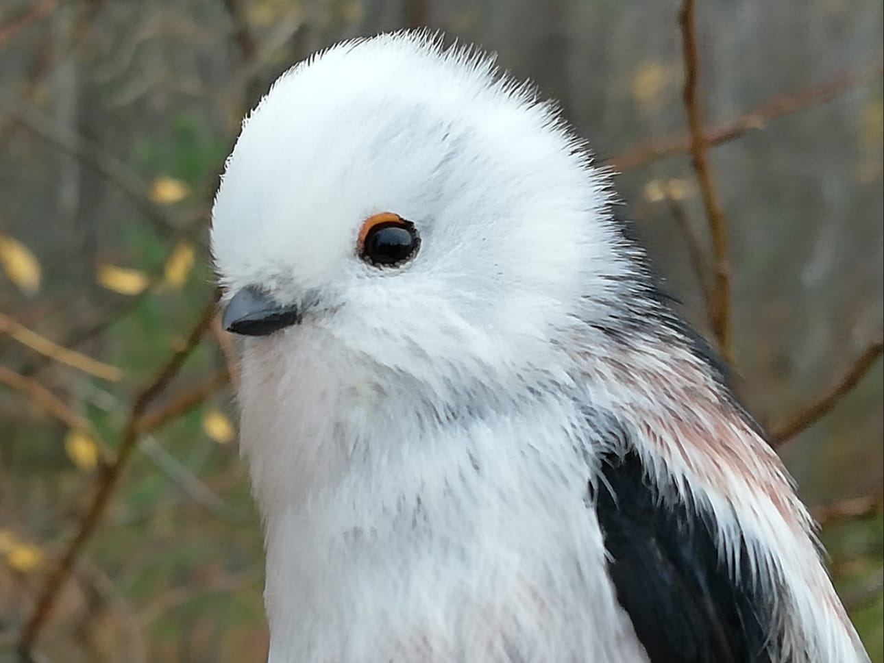 Pyrstötiainen on läheltä katsottuna hellyttävä höyhenpallero.