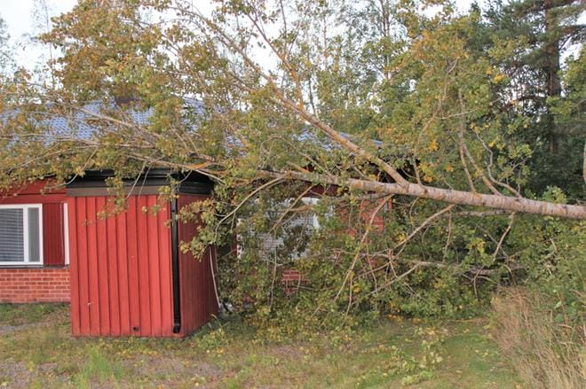 Torstain vastainen myrsky kaatoi puita muun muassa Kauppasaarentiellä Kristiinassa. KUVA: MINNA ZILLIACUS