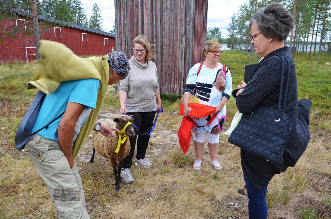 Anne Pätsin Kaneli -lammas sai rapsutuksia koko vuoden edestä. Rapsuttamassa Pentti Lapinlampi, tilannetta seuraavat Marjo Hautala ja Riitta Hämeenniemi.
