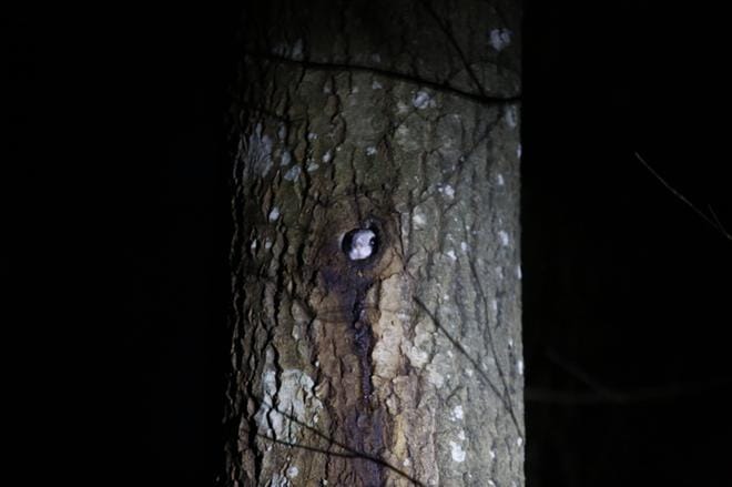 Liito-orava livekameran kuvaamassa kolossa: Kuva: Joonas Fritze/WWF