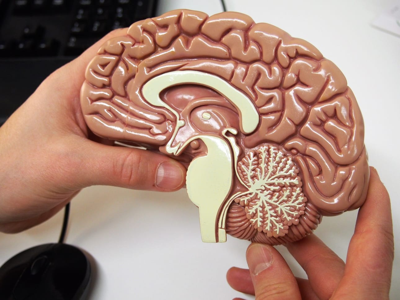 Ihmisen aivoista saadaan koko ajan uutta tietoa erilaisten tautitutkimusten ja lääkekehityksen kautta. Yksi aivojen solutyyppi, mikroglia, liittyy sekä MS-tautiin että Alzheimerin tautiin.