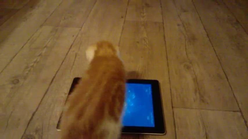 Kissakilpailu: Pennut pelaavat iPadilla