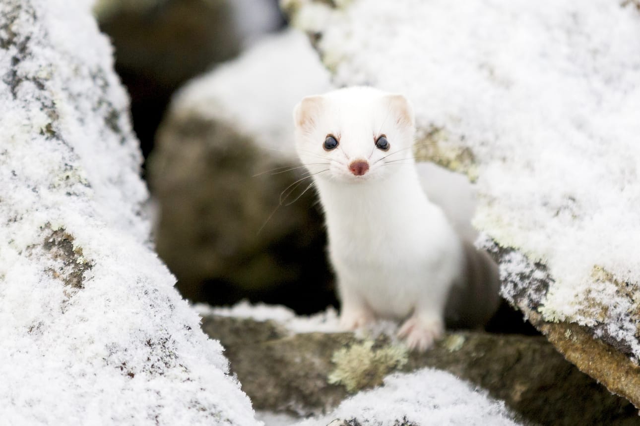 Kuva elokuvasta Tunturin tarina. Elokuvakonsertissa orkesteri soi kärpän ja muiden tunturien eläinten mukana.