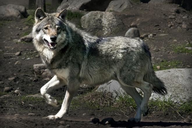 Kuvituskuva: Jouko Hänninen