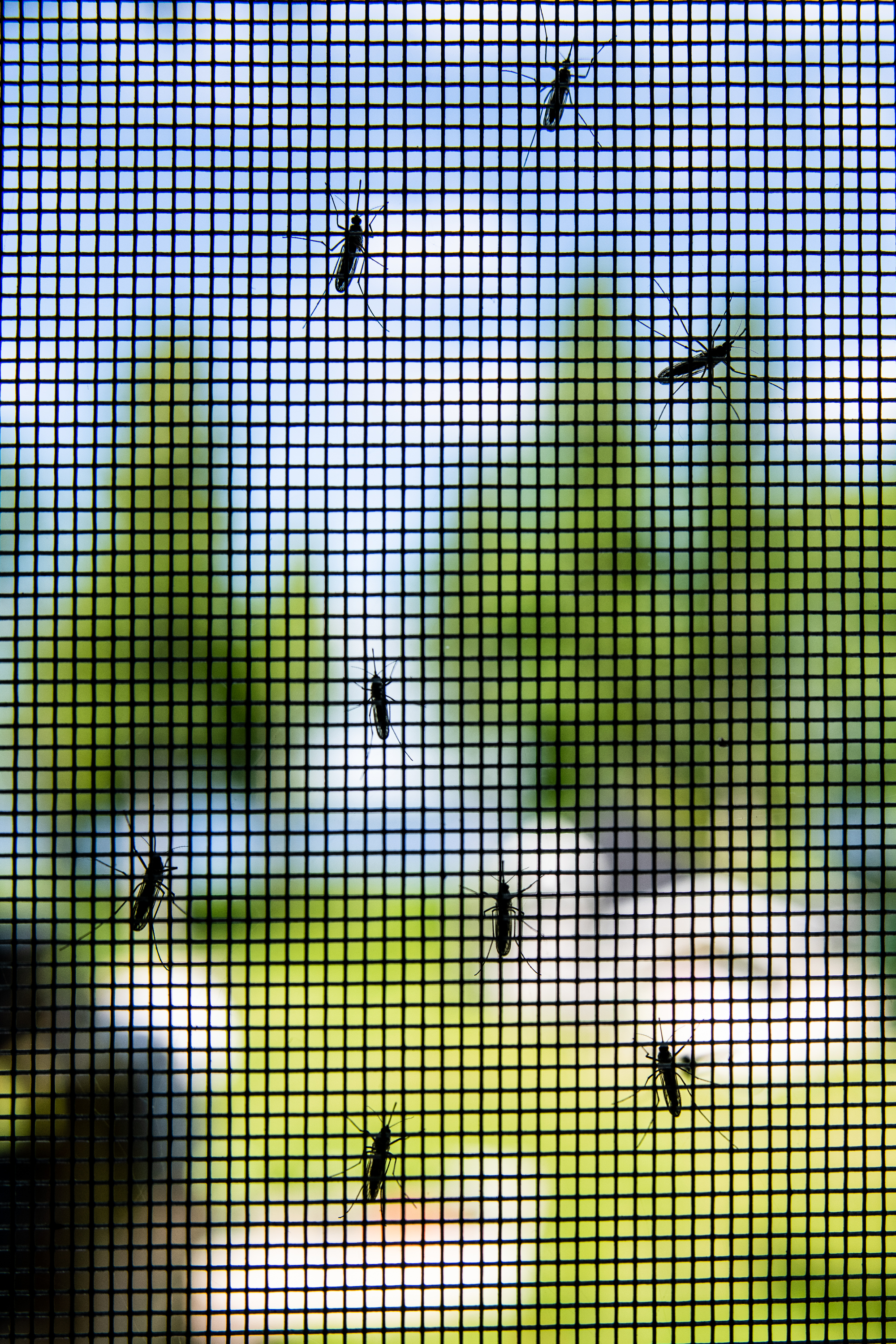 Valtavat hyttysparvet pyrkivät nyt sisään ovista ja ikkunoista – hyökkäyksen takana on yksi syy