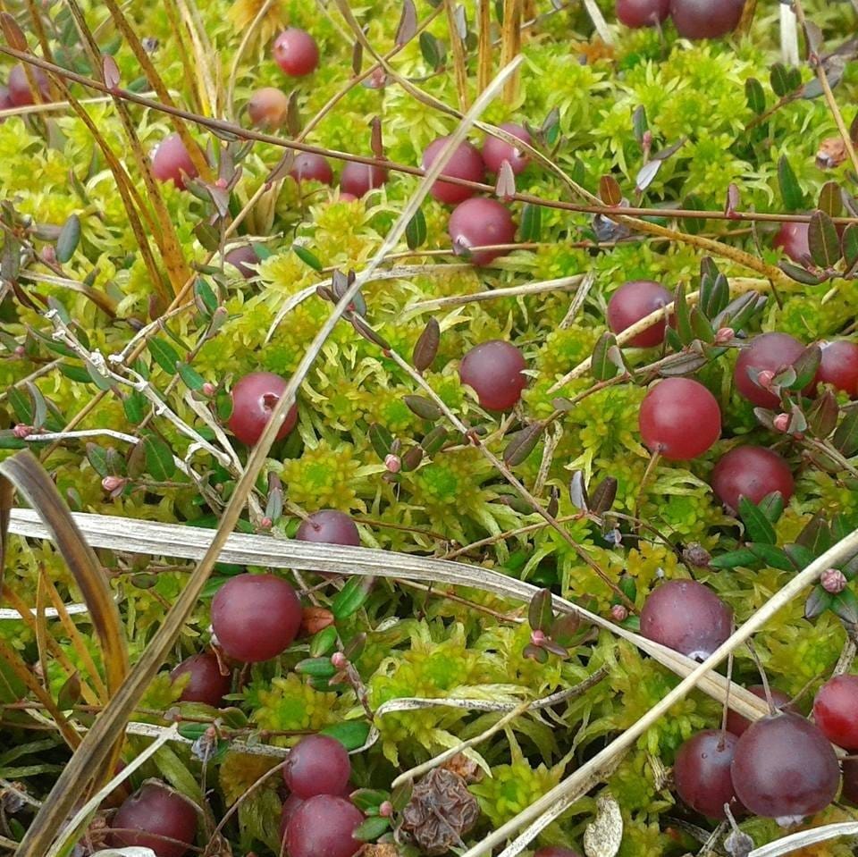 Karpalokauneutta