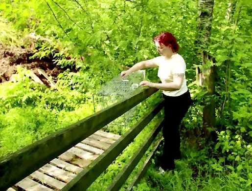 Cocktail. Tonnikala tomaattikastikkeessa valerianalla terästettynä houkuttelee villikissat paikalle.