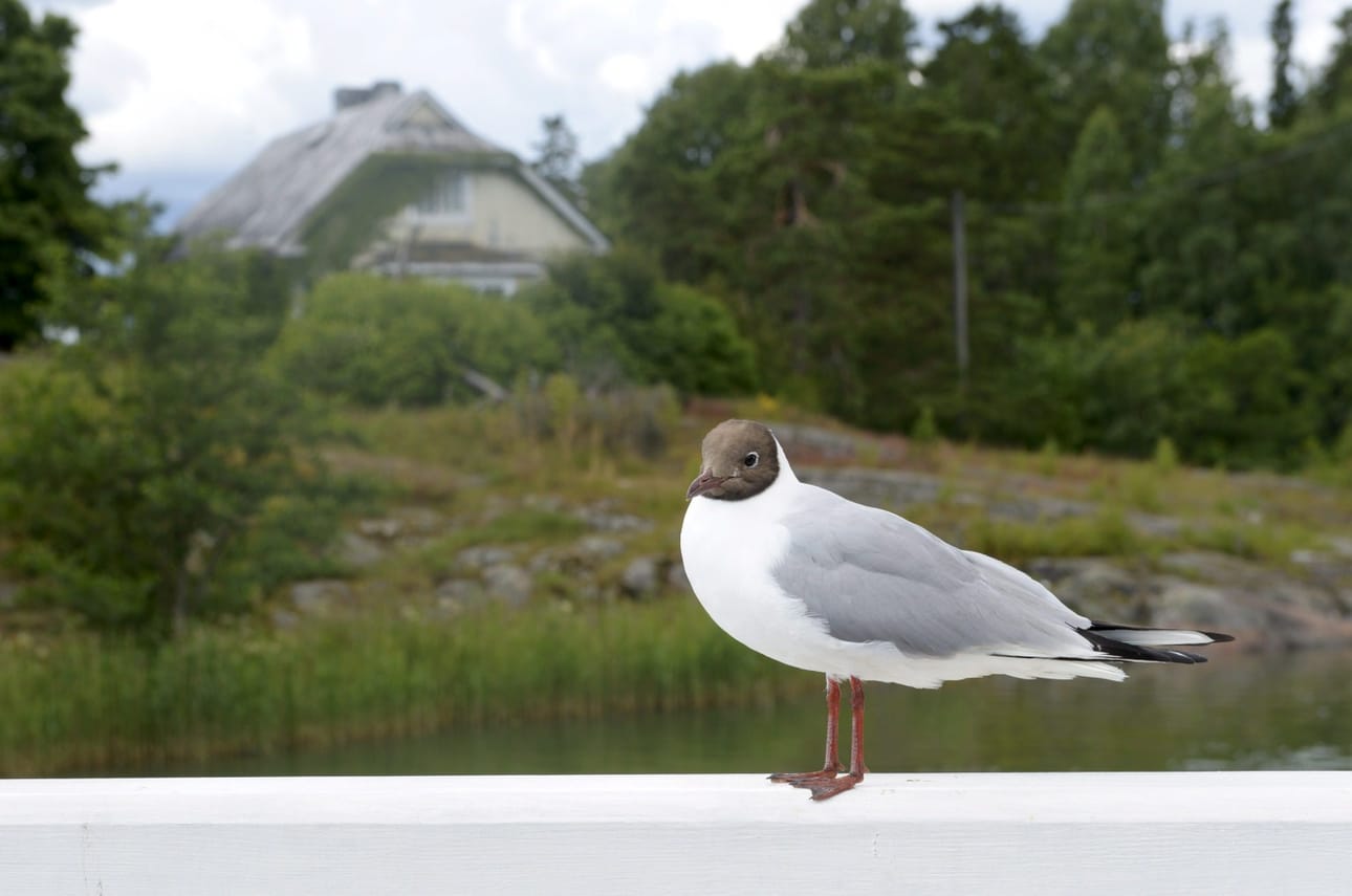 Naurulokin on vahvistettu kuolleen lintuinfluenssaan Mikkelissä Etelä-Savossa. Kuvituskuva. LEHTIKUVA / Linda Manner