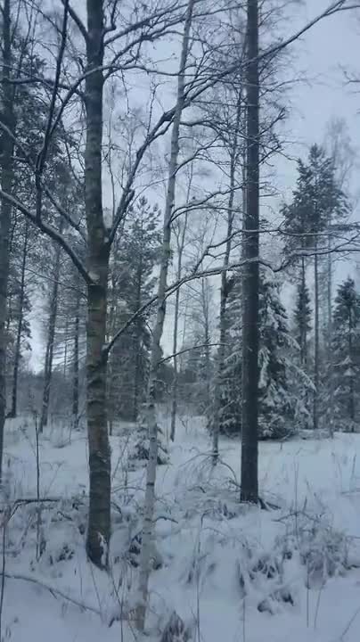Lapinpöllö ihmettemässä lenkkeilijöitä Taskilassa