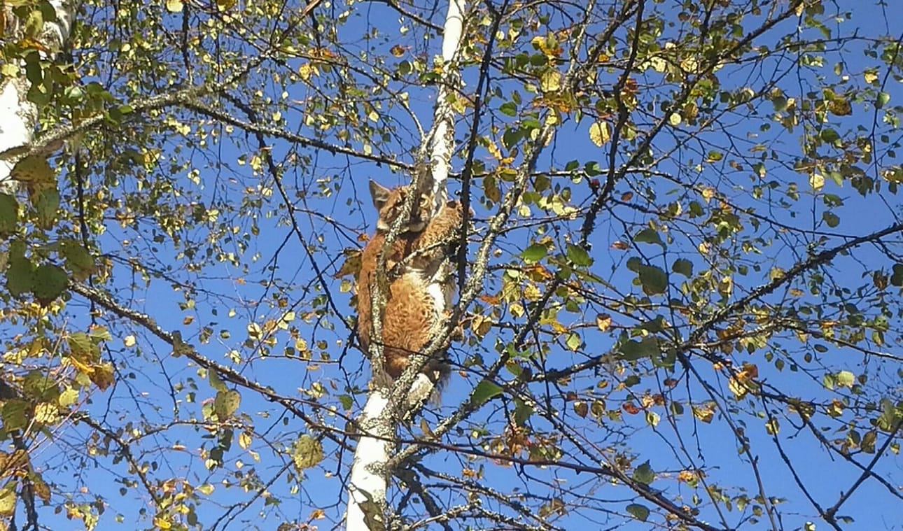 Ilveksenpennut osasivat olla puussa hiirenhiljaa.
