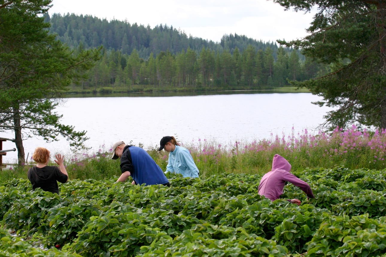 Mansikanpoiminta kuuluu nuorten perinteisiin kesätöihin.