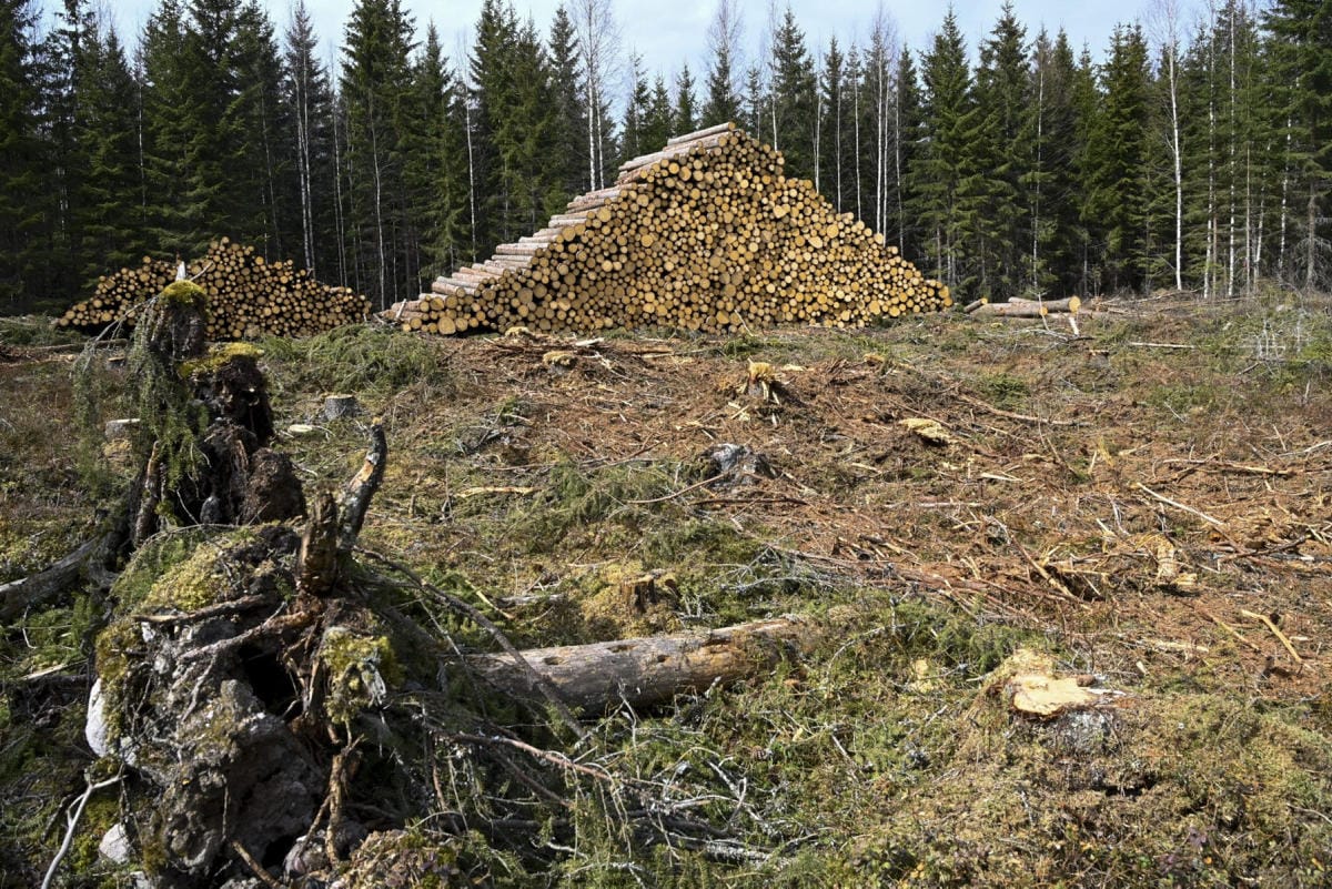 Suomessa hakataan paneelin mukaan nykyisin noin 72 miljoonaa kuutiometriä runkopuuta vuodessa. LEHTIKUVA / MARKKU ULANDER