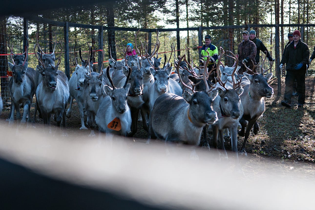 Porotalouden kannattavuus mitataan taas syksyn poroerotuksissa.