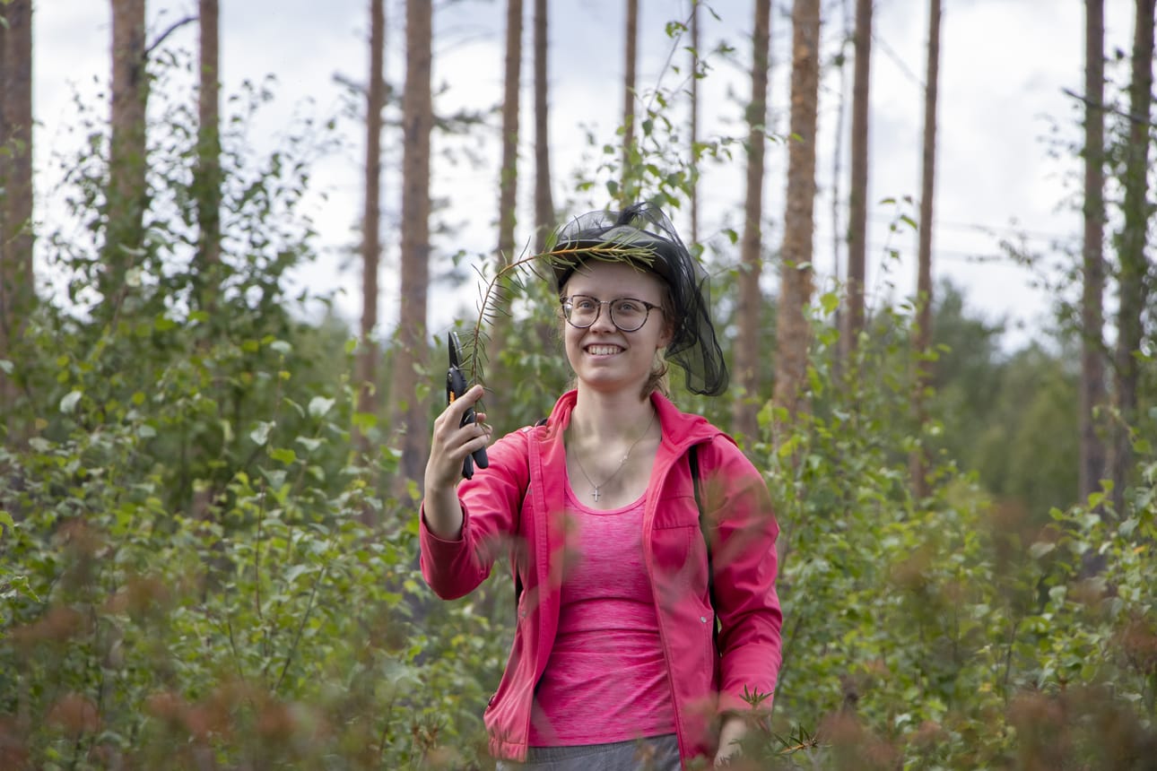 Maaria Iso-Junno ei ole ainoa, joka ei ole tullut ajatelleeksi, että suopursujakin voisi hyödyntää. Kuvan ottohetkellä hän löysi kanervikosta keräykseen juuri sopivan yksilön.