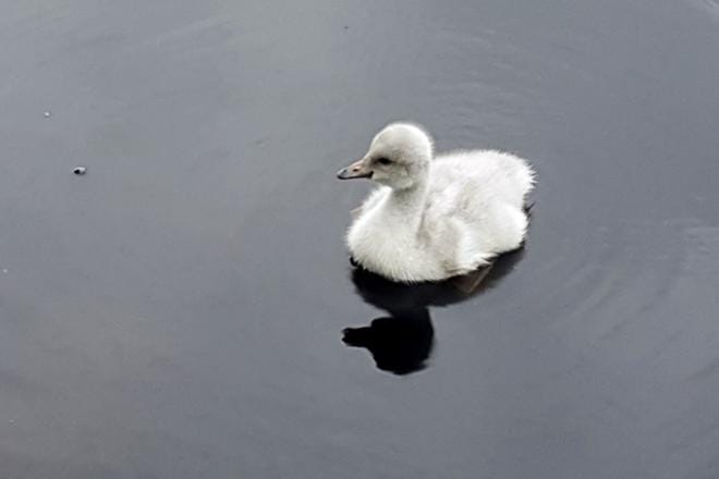 Pentti Honkolan vuonna 1984 alkaneen pitkän työuran aikana Soinissa on saneerattu, korjattu ja rakennettu uuttakin. Kunnan teknisen johtajan työkohteiden lista on melkoinen. Mutta Honkola on myös valokuvauksen harrastaja: Yksinäinen joutsenen poikanen etsii vanhempiaan Soinin Riuttosenjärvellä. KUVA PENTTI HONKOLA