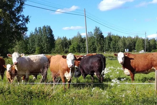 Helteinen kesä oli haastava myös lehmille. Siedettävässä lämpötilassa laitumella oli mukava olla.