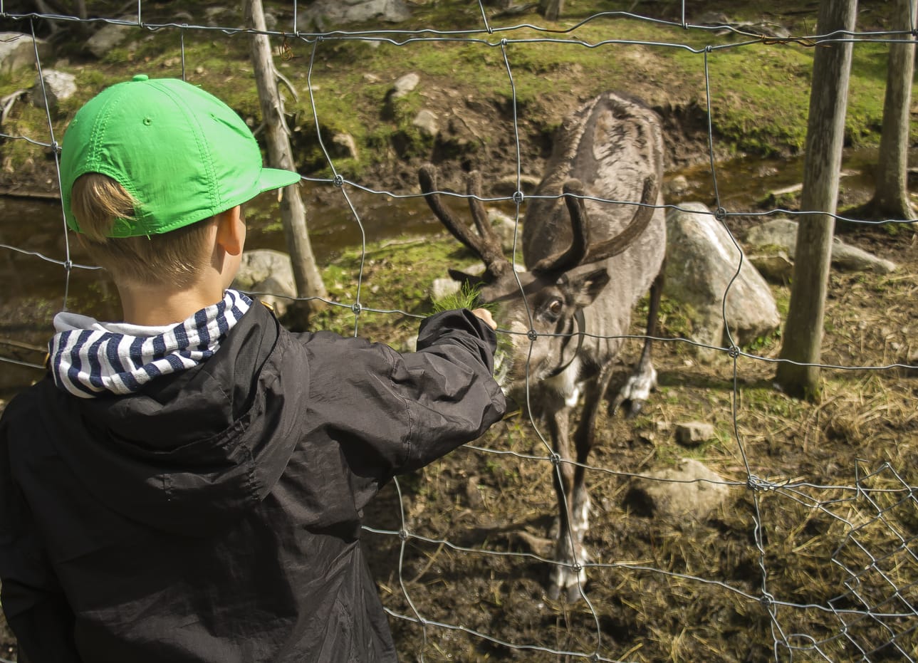 Lisäpotkua porosta -hankkeessa ideoidaan uusia tapoja hyödyntää poroa. Kuva Kuusamon suurpetokeskukselta.