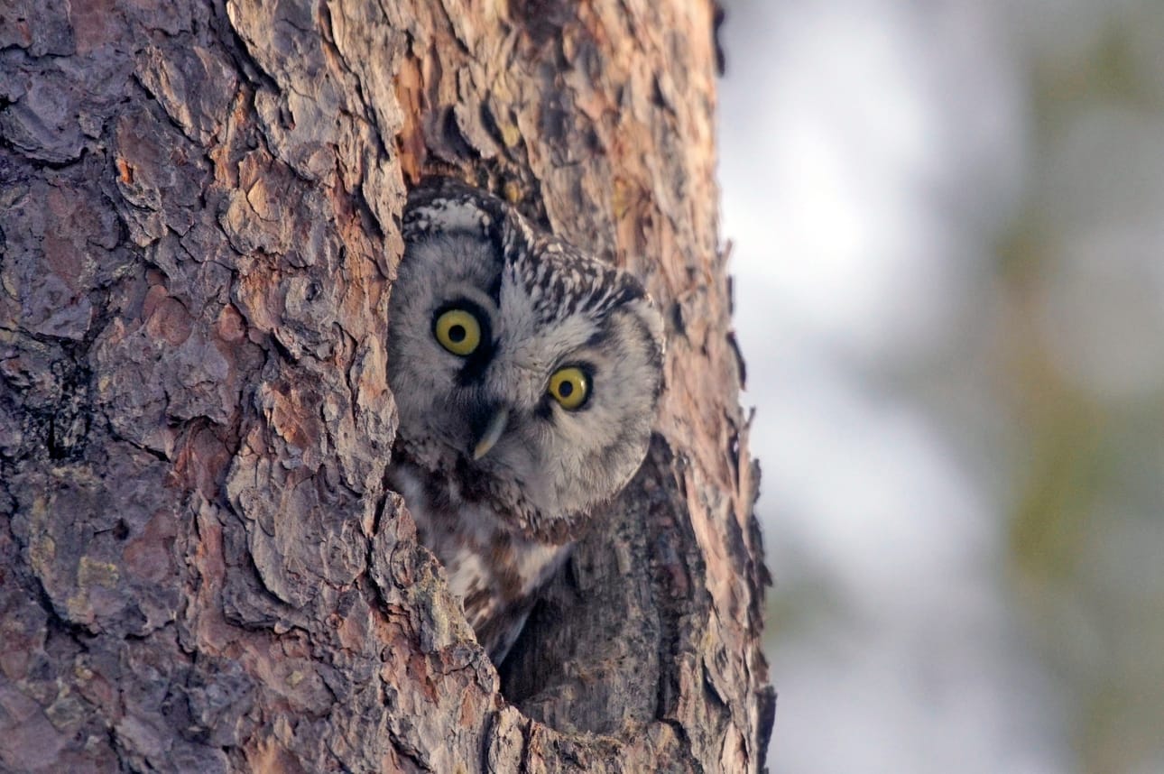 Helmipöllö on löytänyt sopivan pesäkolon, haudonta on meneillään.
