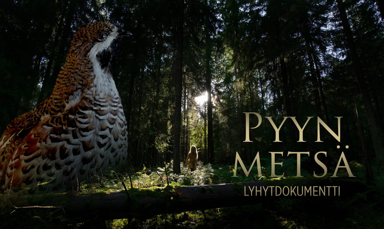 Pyyn metsä -dokumenttielokuva kuvaa pyyn kautta luonnon tilaa.