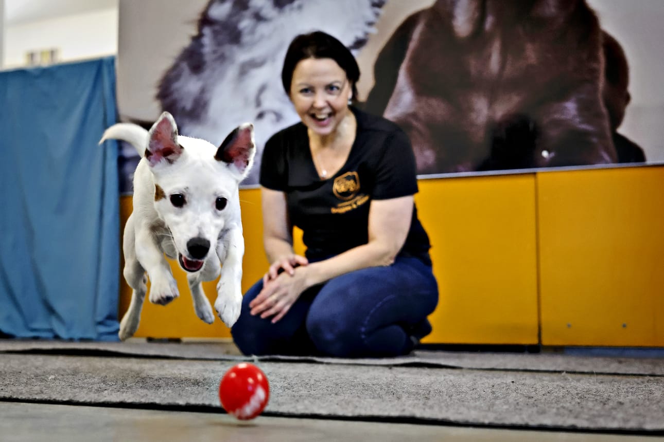 Seitsenkuisella Parsonrussellinterrieri Milolla riitti virtaa leikkiessään Kirsi Hautakankaan kanssa.