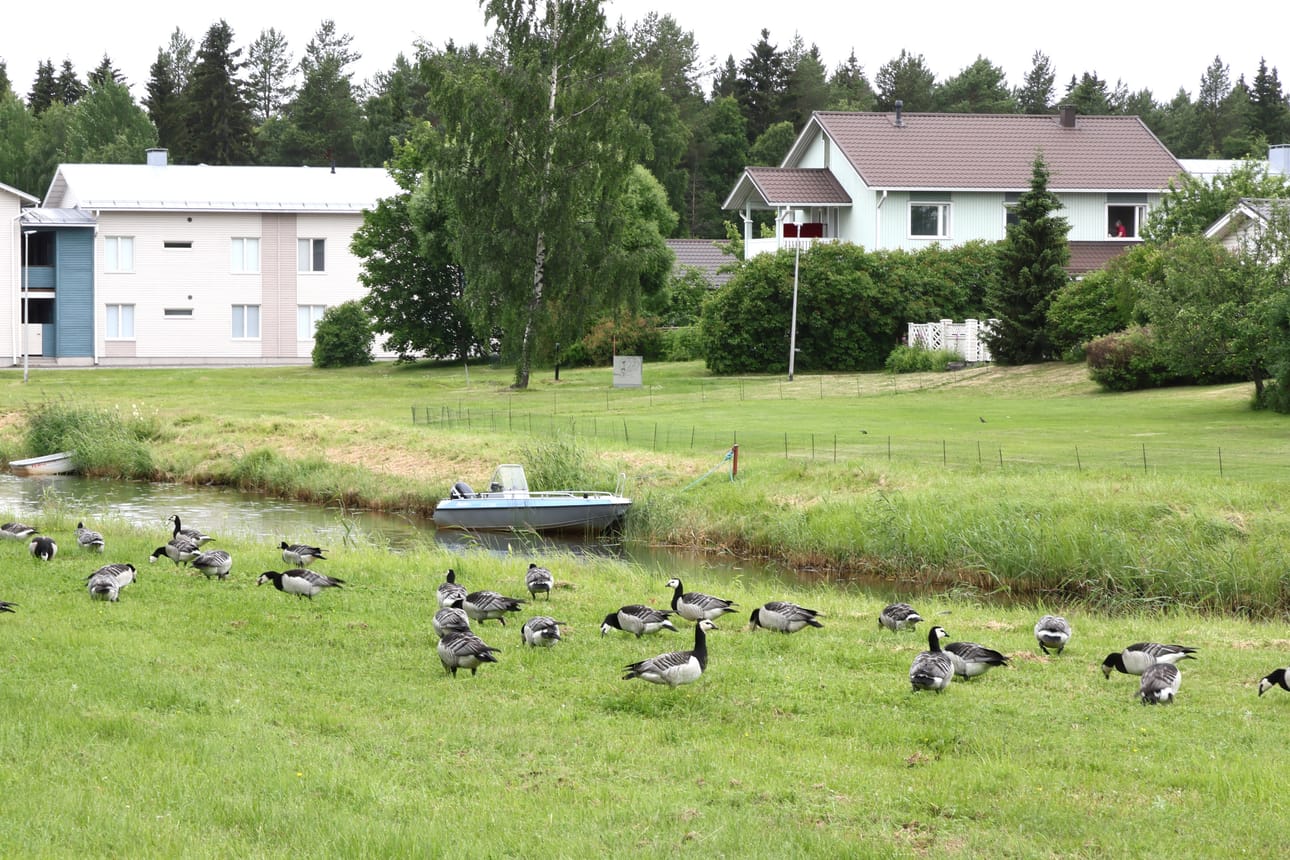 Valkoposkihanhet viihtyvät tällä hetkellä hyvin Kanavanrannassa. Kanavaa lähellä asuvat ovat pystyttäneet aidan hanhia karkottaakseen. – Se on siinä nyt kolmatta vuotta, ja hyvin on toiminut. Poikaset eivät pääse aidan yli, ja siksi isommatkaan linnut eivät ylitä sitä, naapurustosta kerrotaan.