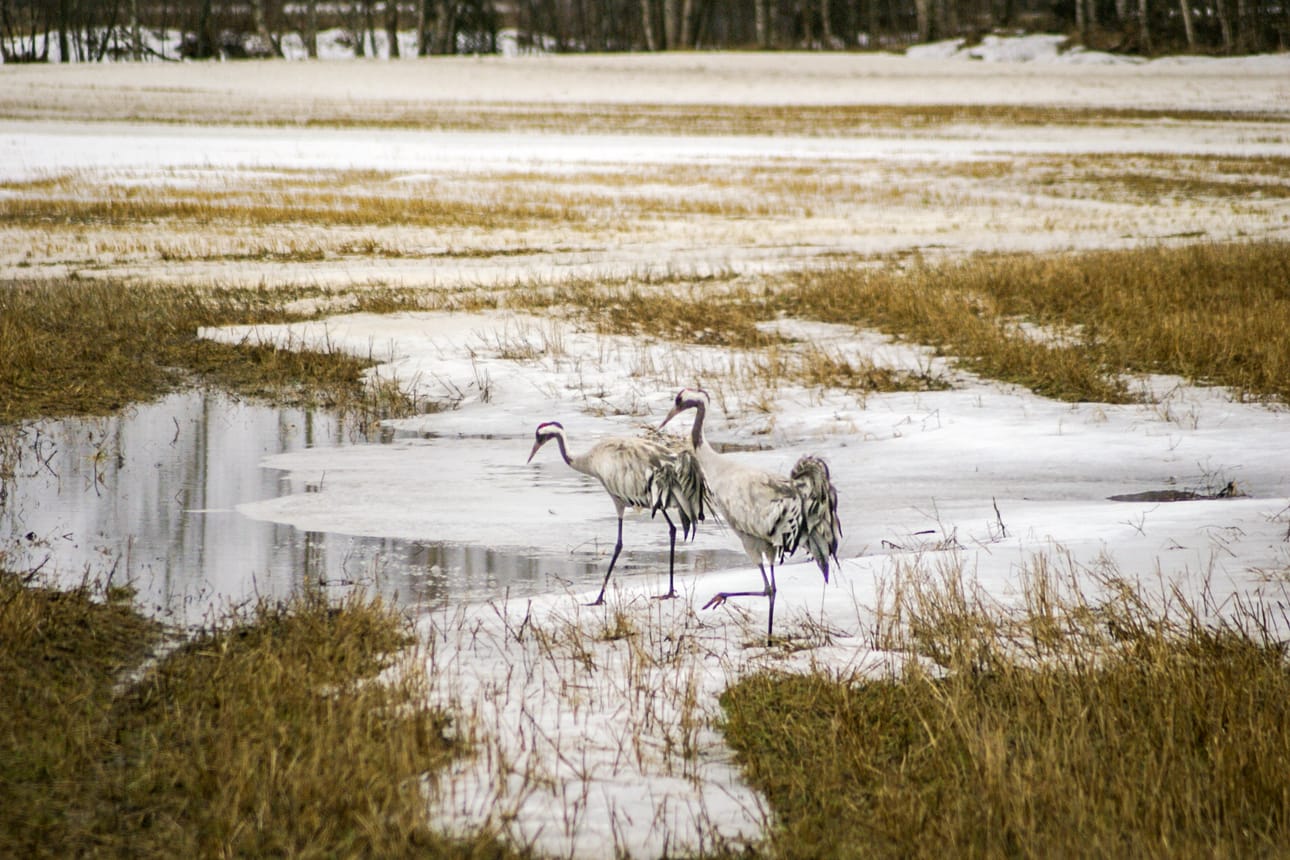 Kurkipari ihmettelee levähdyspaikkansa pellolla olevaa sulavesipaikkaa.