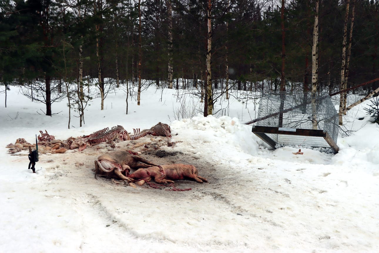 Jurvassa on kolme haaskapaikkarekisteriin ilmoitettua haaskapaikkaa.