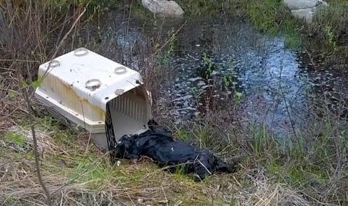 Metsästä löytyi surullinen näky kuolleesta kissasta.