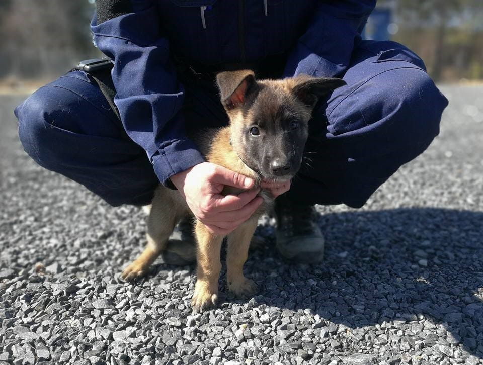 Masa on rodultaan belgianpaimenkoira malinois.