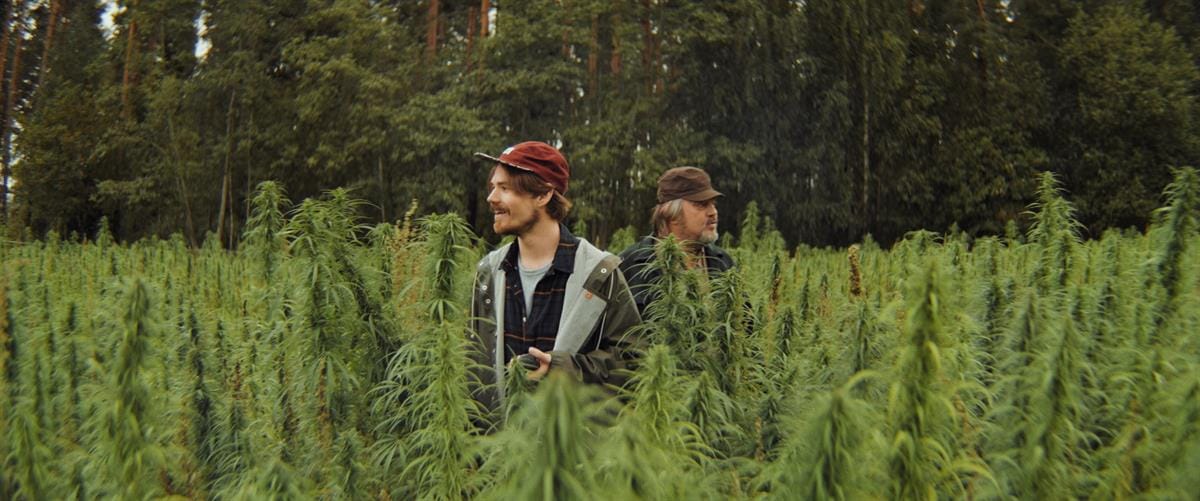 Kannabisviljelmän kesantopellolle pykänneet isännät ihailevat runsasta satoaan.