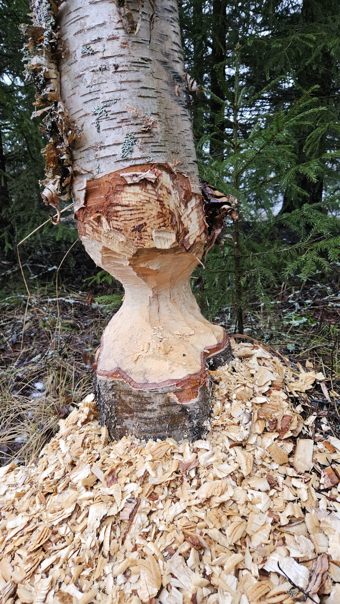 Vaasan Sähköverkon työntekijä ikuisti erikoisen tilanteen Laihialla. Kuvan koivua on järsinyt majava.