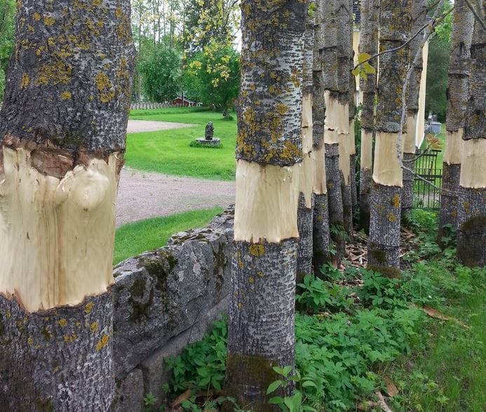 Haapojen kaulaus. Piti "kilauttaa kaverille", ennenkuin tajusin mistä on kysymys. Kuva on otettu Haapaveden kirkon tulipalossa säilyneen kappelin vierestä.