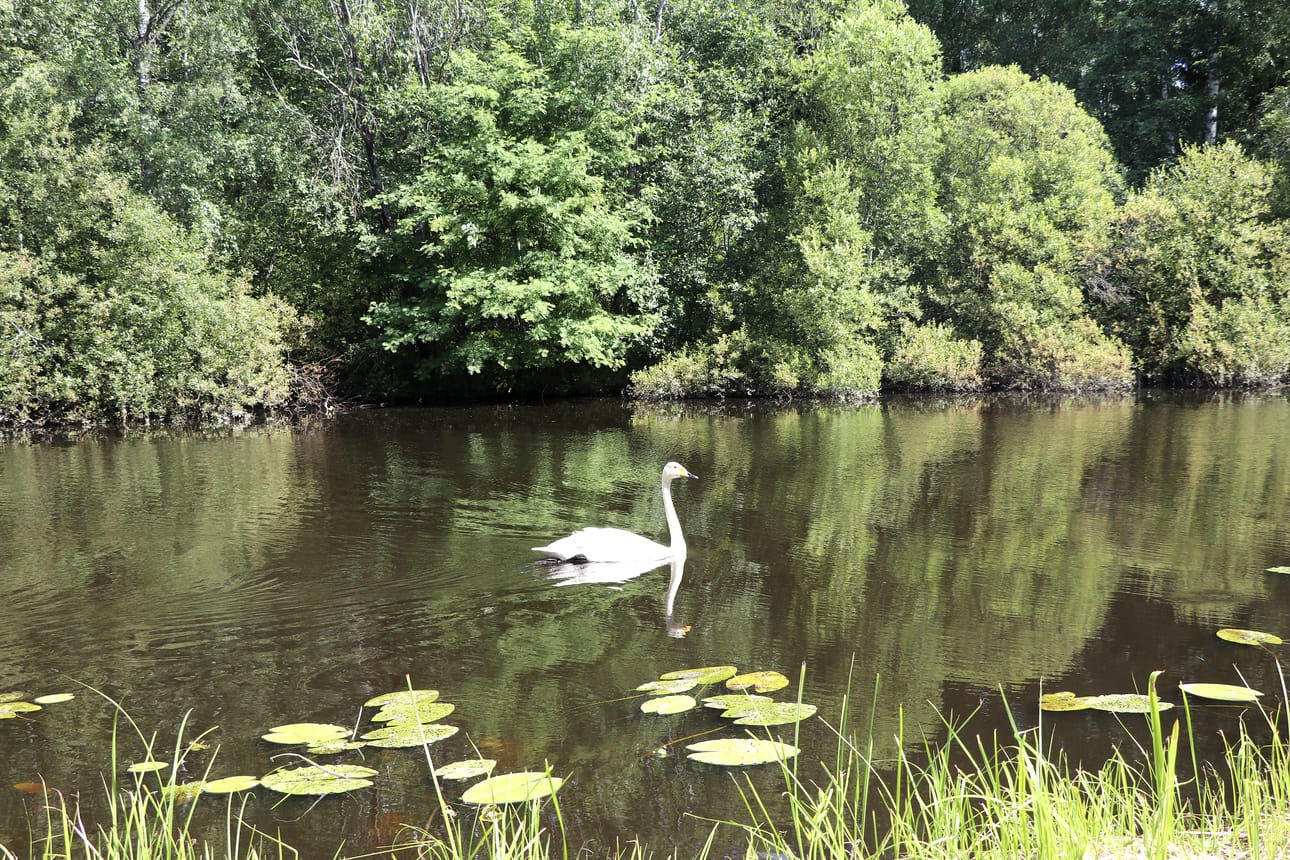 Joutsen lipui kuvauspäivänä rauhallisesti pitkin Kurejoen pintaa. Nimensä joki on kuitenkin saanut toisen linnun mukaan.