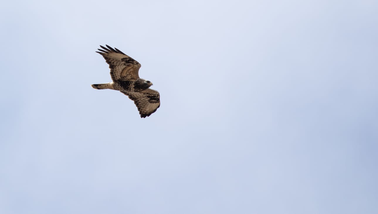 Piekana on pohjoisen petolintumuuton pääesiintyjä.