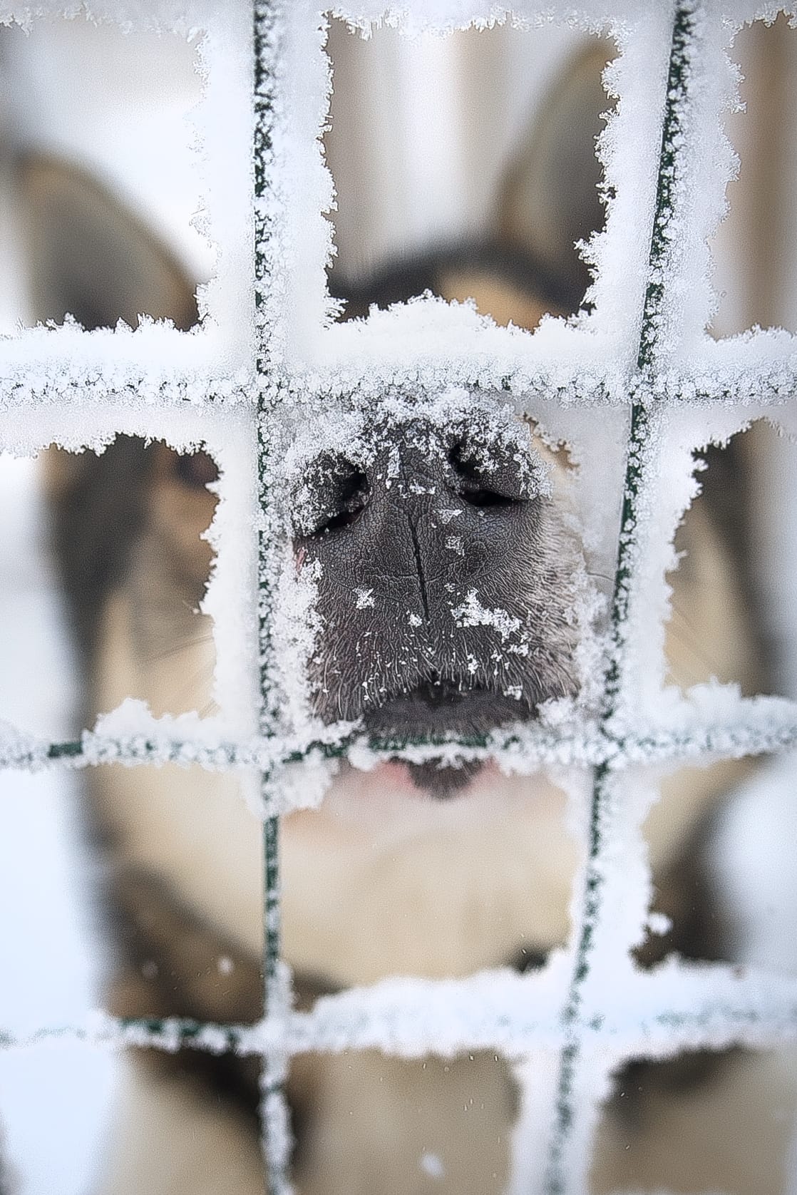 Kuvan husky ei liity tapaukseen.