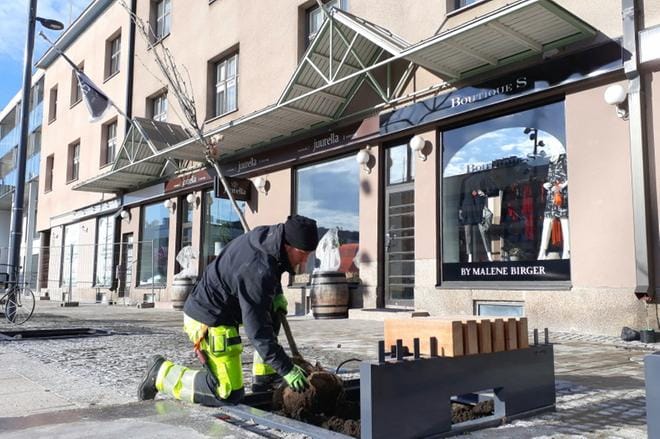 Juha Jaakonaho istuttaa kartiotammia Seinäjoen uudelle keskustorille. KUVA: Pia Hunnakko
