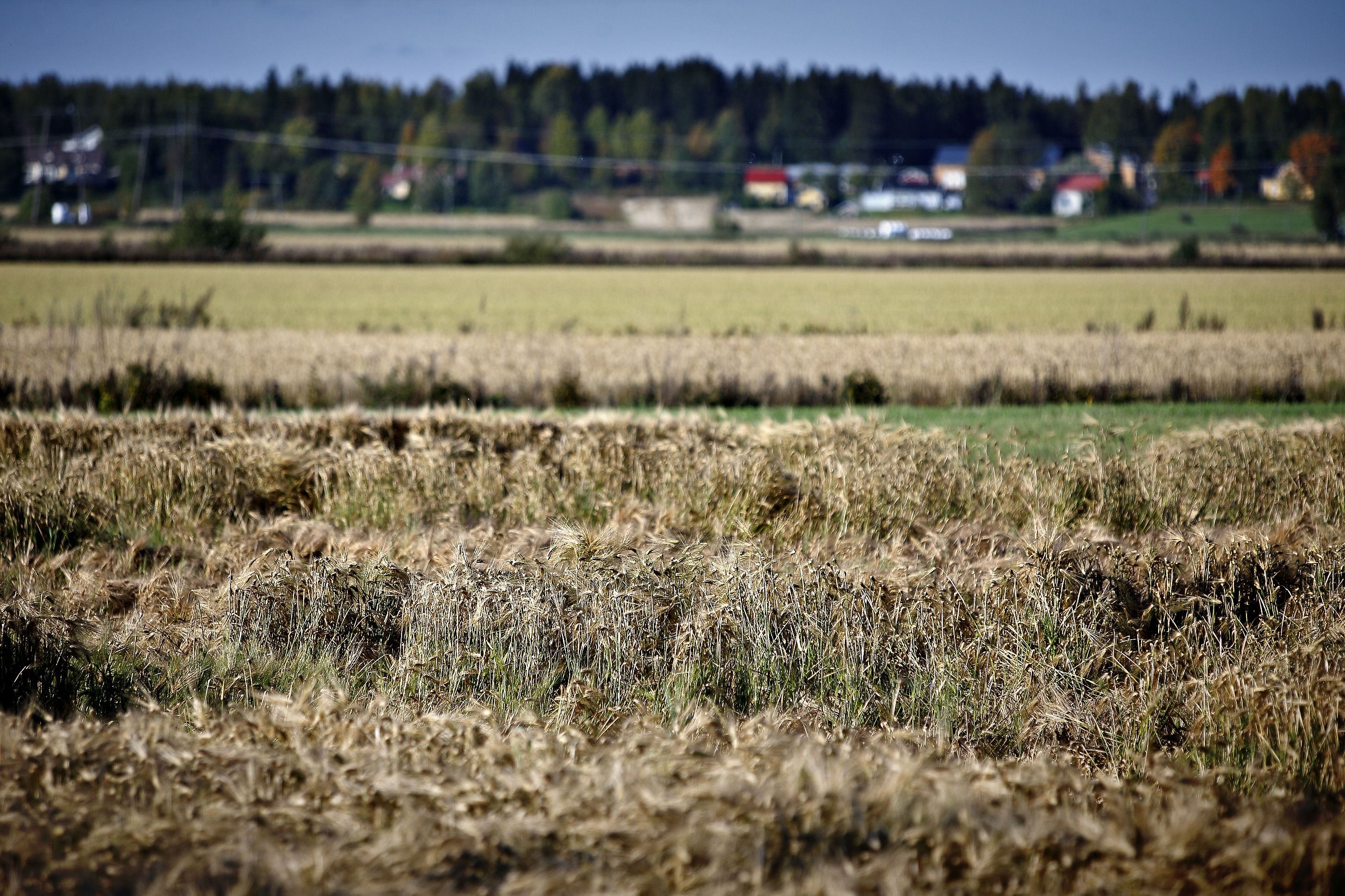 Ruotsi on jo myöntänyt 120 miljoonan tukipaketin hädässä oleville viljelijöille. Tuottajajärjestö MTK:n puheenjohtaja Juha Marttilan mukaan samaa suuruusluokkaa potin tulisi olla myös Suomessa.
